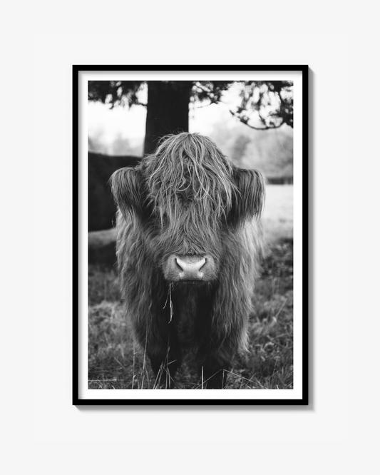 Highland Cattle Print